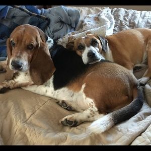 Meet your Posher, Leonard